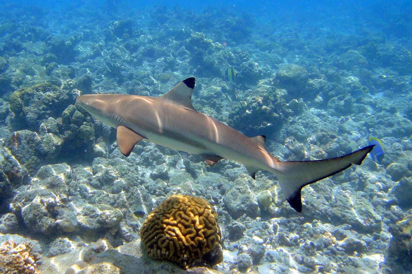 Tiburón punta negra - Carcharhinus melanopterus